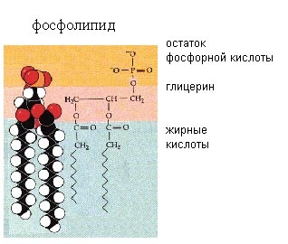 Nucleotida - stadopedia