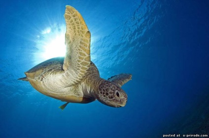 Мешканці підводного світу виставка фотографії підводного світу в Единбурзі - картинки - фото світ