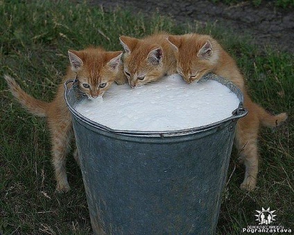 Kötelező a macskák számára, hogy folyamatosan tejeket adjanak