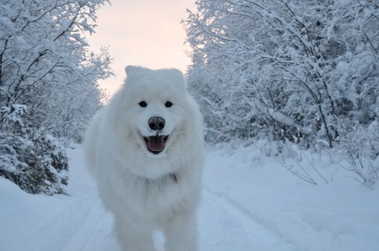 Prezentare generală a câinilor din rasa Laika Samoyed. Condițiile de exploatație, îngrijire și fotografie