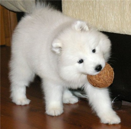 Prezentare generală a câinilor din rasa Laika Samoyed. Condițiile de exploatație, îngrijire și fotografie