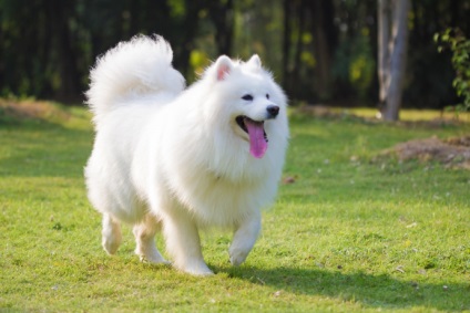 Prezentare generală a câinilor din rasa Laika Samoyed. Condițiile de exploatație, îngrijire și fotografie