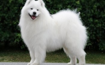 Prezentare generală a câinilor din rasa Laika Samoyed. Condițiile de exploatație, îngrijire și fotografie