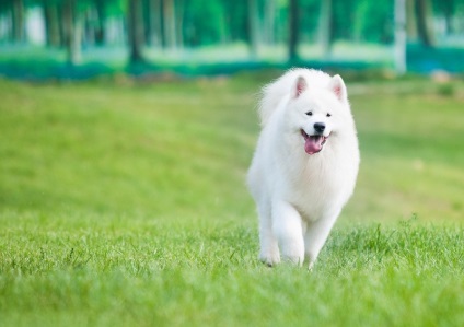 Prezentare generală a câinilor din rasa Laika Samoyed. Condițiile de exploatație, îngrijire și fotografie