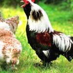 Descrierea și conținutul rasei franceze de pui de găină și faerol de beton