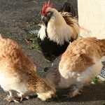 Descrierea și conținutul rasei franceze de pui de găină și faerol de beton