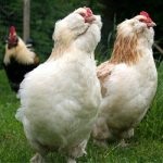 Leírás és tartalma a francia fajtájú csirkehús és a betonok faverol