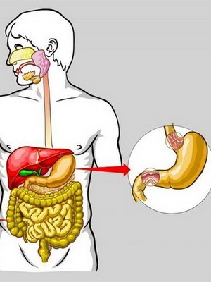 Caracteristicile sistemului digestiv al organelor fotografice umane și funcțiile lor
