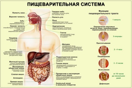 Caracteristicile sistemului digestiv al organelor fotografice umane și funcțiile lor