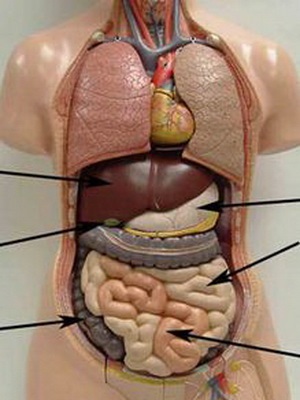 Caracteristicile sistemului digestiv al organelor fotografice umane și funcțiile lor