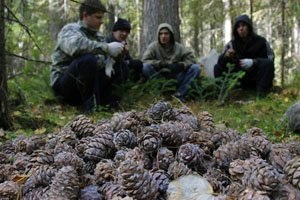 Particularitățile nuciurilor de cedru din Siberia - din Siberia