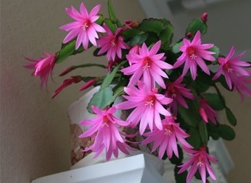 Особености грижат Schlumbergera