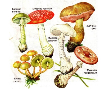 Simptome de otrăvire cu ciuperci, tratament, prevenire