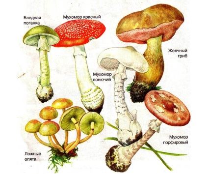 Gombás mérgezési tünetek, kezelés, megelőzés