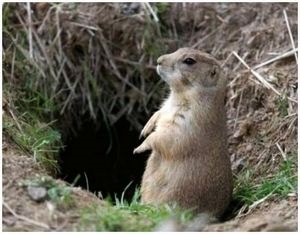 Vânătoare gophers în multe feluri - supraviețuire în sălbăticie și situații extreme