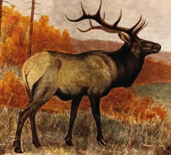 Vadászat állatok - vörös szarvas (cervus elaphus l) - Szentpétervár vadász, vadászterület, fórumok