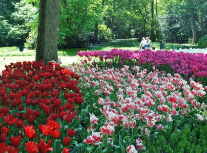 Park Keukenhof, Olanda descriere, fotografie, unde este pe hartă, cum se ajunge