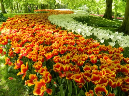 Park Keukenhof, Olanda descriere, fotografie, unde este pe hartă, cum se ajunge