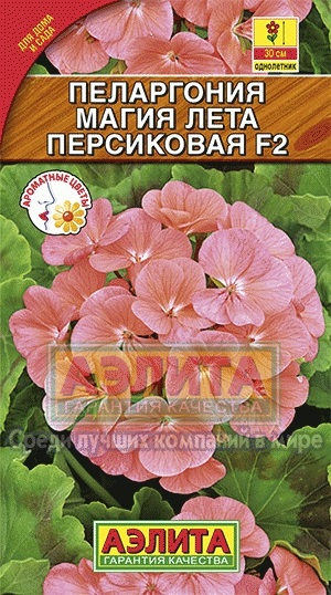 Pelargonium magic de vara f2 piersica cumpara seminte de en-gros pelargonium în vrac și la vânzare cu amănuntul de la