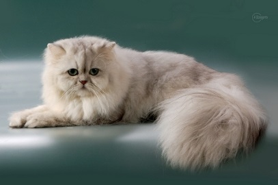 Perzsa csincsilla - eredet, szín, karakter, ellátás, táplálkozás, fotó - mindent a macskákról és a macskákról