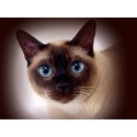 Chinchilla persană, articole despre pisici