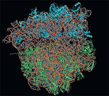 Fabrica de molecule Peter Sergiev din lumea bogată în proteine