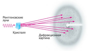 Fabrica de molecule Peter Sergiev din lumea bogată în proteine