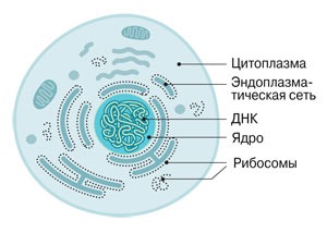 Fabrica de molecule Peter Sergiev din lumea bogată în proteine