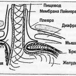 Травлення і діафрагма