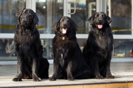 Kennel Hovawart Hof Garz, site dedicat rasei Hovawart