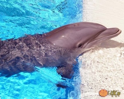 De ce delfinii sunt aruncați pe uscat pentru sinuciderea mamiferelor