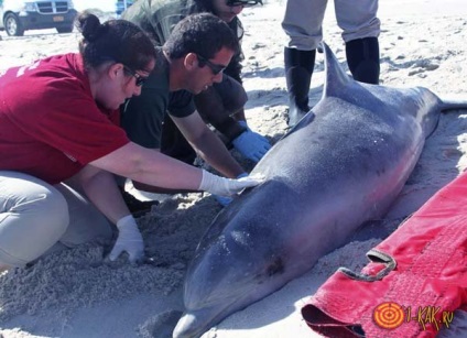 De ce delfinii sunt aruncați pe uscat pentru sinuciderea mamiferelor