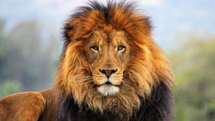 De ce leul este numit regele fiarelor