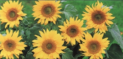 Floarea soarelui - siderate (îngrășăminte verzi)