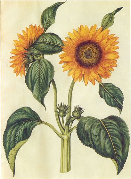 Floarea soarelui - siderate (îngrășăminte verzi)
