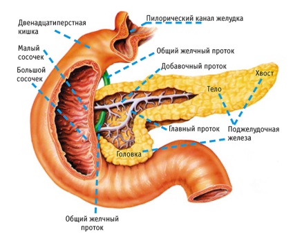 Pancreas locația, structura și funcțiile sale