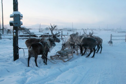 Pole de frig, omyakon, yakutia