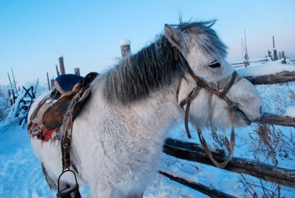 Pole de frig, omyakon, yakutia