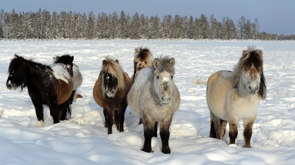 Pole de frig, omyakon, yakutia