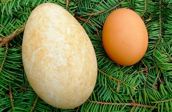 Beneficii și daune de ouă de rață, mâncare și cosmetologie