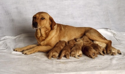 Diaree la câine după naștere cauze, tratament, prevenire, animale de acasă