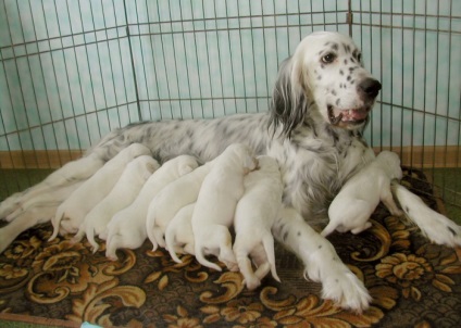 A hasmenés a kutyán a szülés után, kezelés, megelőzés, állatok otthon