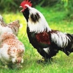 Chicken favela caracter, descriere și fotografie