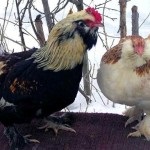Chicken favela caracter, descriere și fotografie