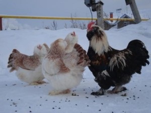 Chicken favela caracter, descriere și fotografie