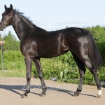 Lista rasei de cai a celor mai frumoși cai, armăsari de stepă din Rusia, cei mai buni cu coama lungă
