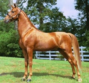 Lista rasei de cai a celor mai frumoși cai, armăsari de stepă din Rusia, cei mai buni cu coama lungă