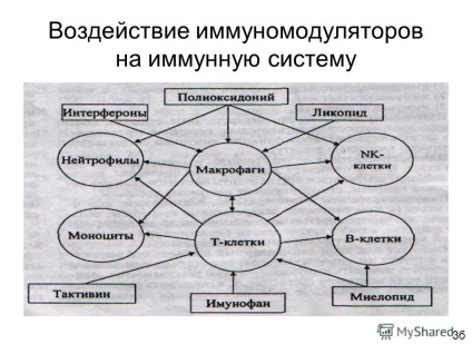 Prezentarea pe tema unui remediu care afectează imunitatea