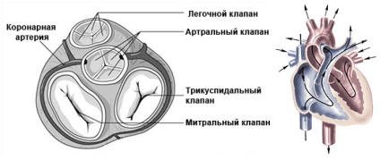 Afecțiuni cardiace dobândite