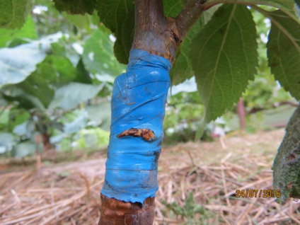 Inocularea copacilor de măr cu prăjit de altoire, cabana secolului XXI!